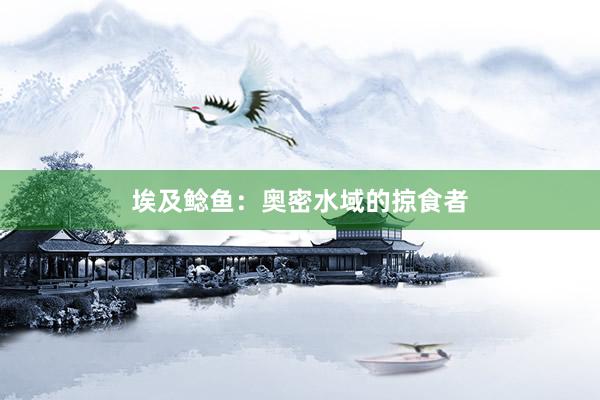 埃及鲶鱼：奥密水域的掠食者